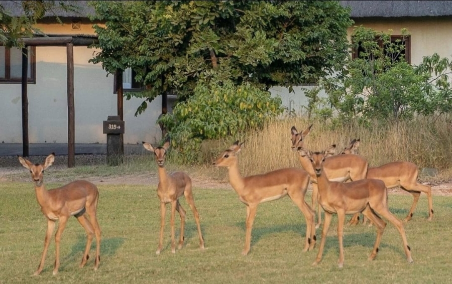 4 Bedroom Property for Sale in Phalaborwa Limpopo