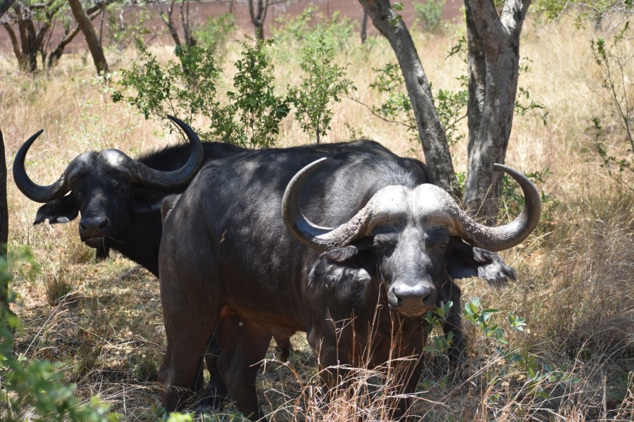 18 Bedroom Property for Sale in Bela Bela Limpopo