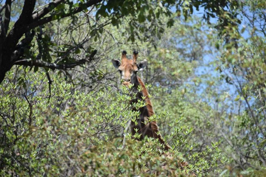 18 Bedroom Property for Sale in Bela Bela Limpopo