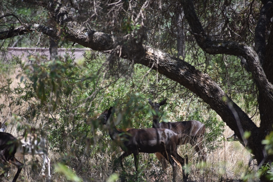 18 Bedroom Property for Sale in Bela Bela Limpopo