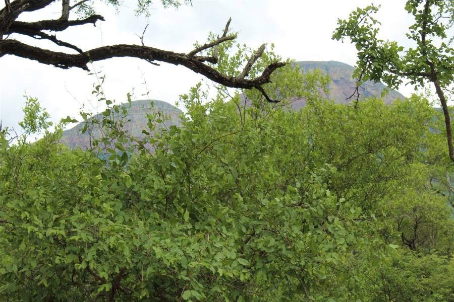 0 Bedroom Property for Sale in Canyon Game Reserve Limpopo