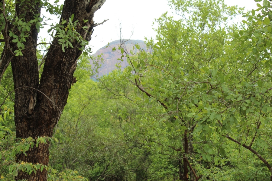 0 Bedroom Property for Sale in Canyon Game Reserve Limpopo