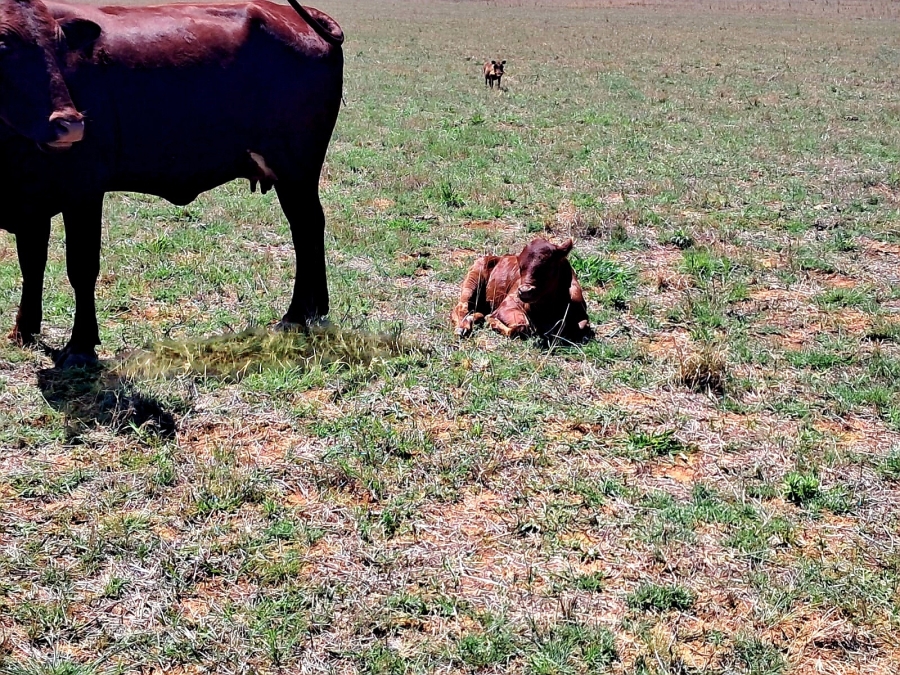 3 Bedroom Property for Sale in Mookgopong Limpopo