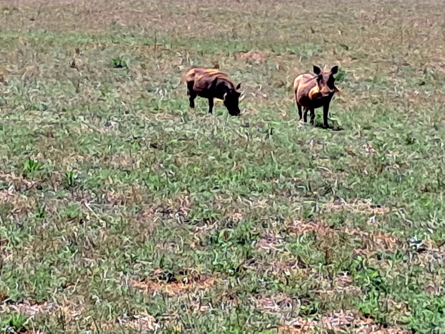 3 Bedroom Property for Sale in Mookgopong Limpopo