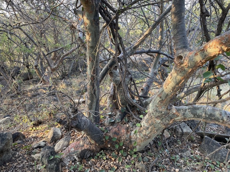 0 Bedroom Property for Sale in Lissataba Private Nature Reserve Limpopo