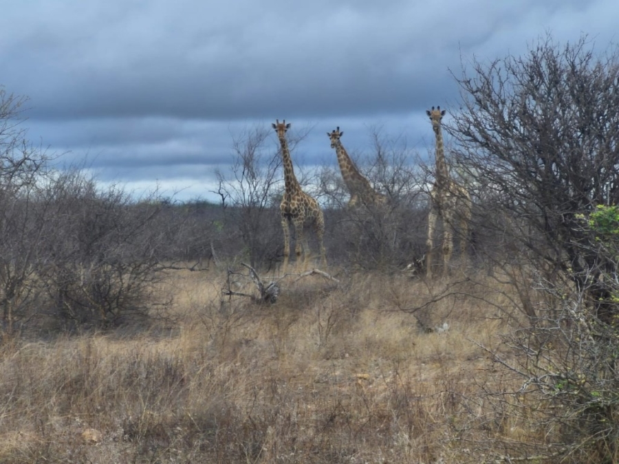 0 Bedroom Property for Sale in Phalaborwa Limpopo