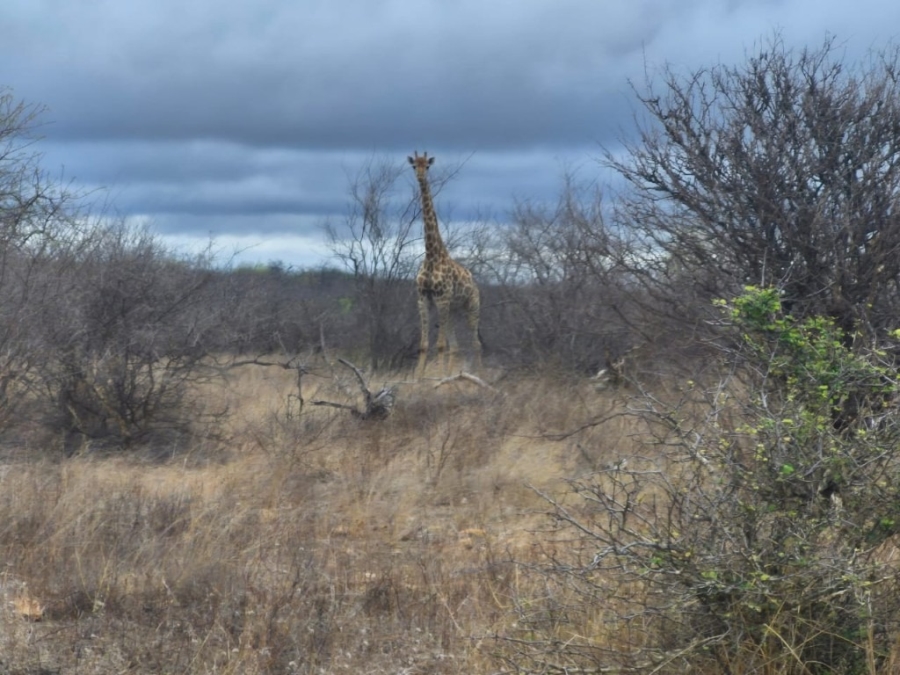 0 Bedroom Property for Sale in Phalaborwa Limpopo