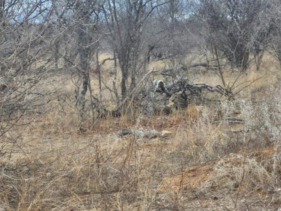 0 Bedroom Property for Sale in Phalaborwa Limpopo