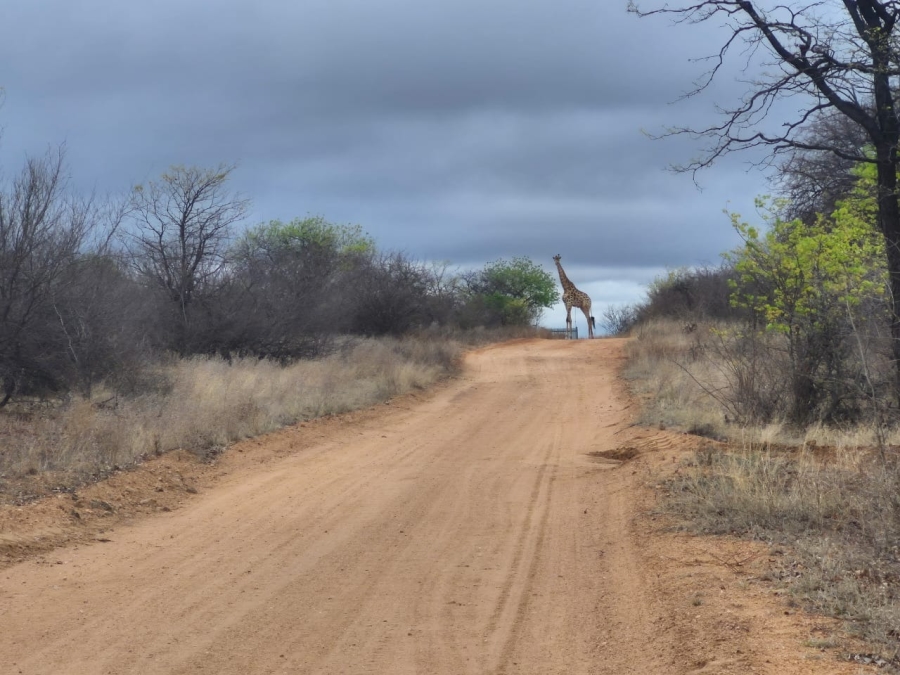 0 Bedroom Property for Sale in Phalaborwa Limpopo