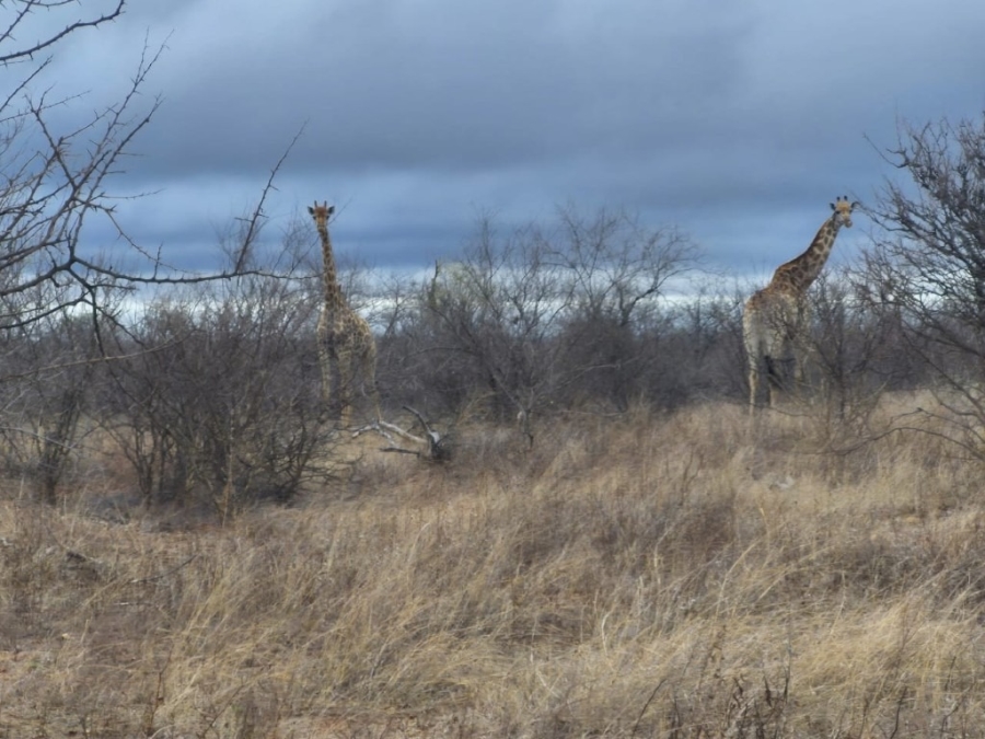 0 Bedroom Property for Sale in Phalaborwa Limpopo