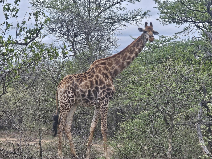 To Let 3 Bedroom Property for Rent in Raptors View Wildlife Estate Limpopo