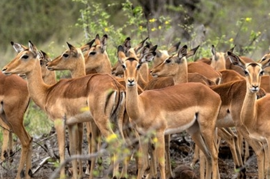 4 Bedroom Property for Sale in Palmietfontein Limpopo