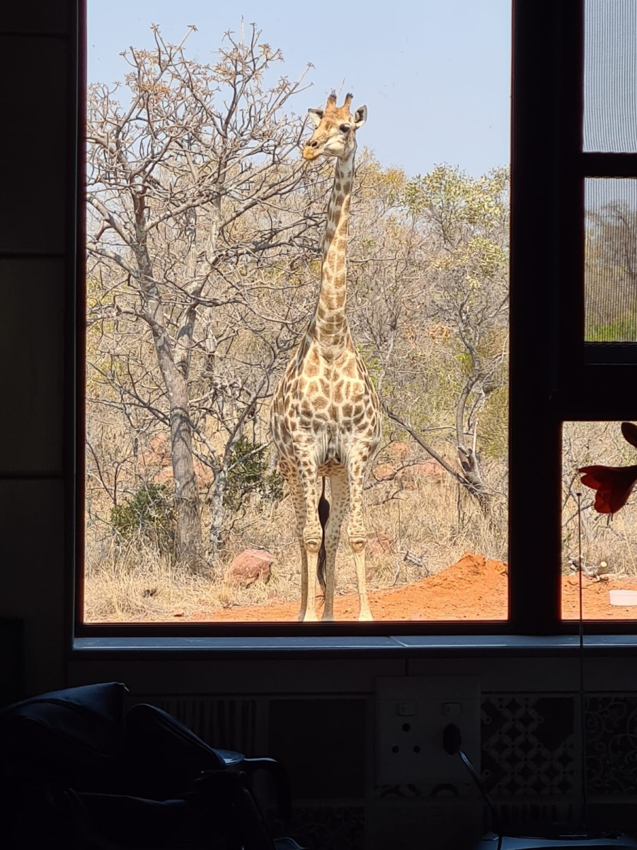 3 Bedroom Property for Sale in Verloren Estate Limpopo