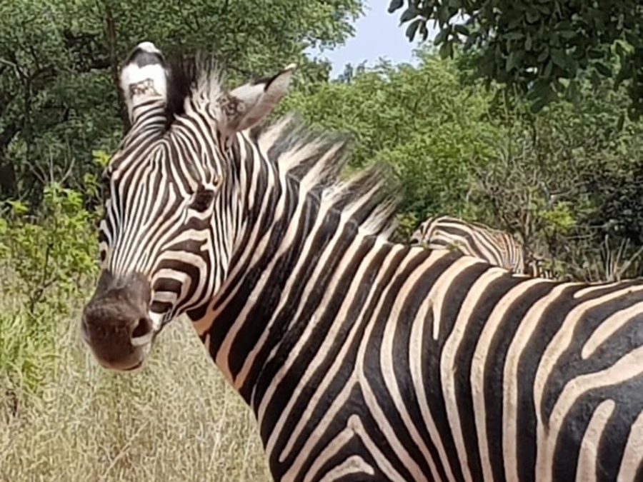 3 Bedroom Property for Sale in Verloren Estate Limpopo