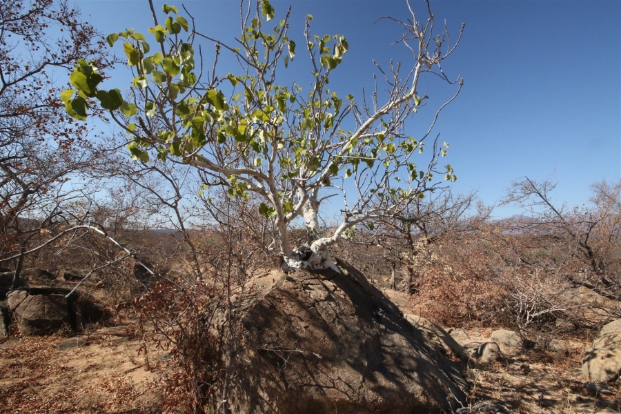 0 Bedroom Property for Sale in Lissataba Private Nature Reserve Limpopo