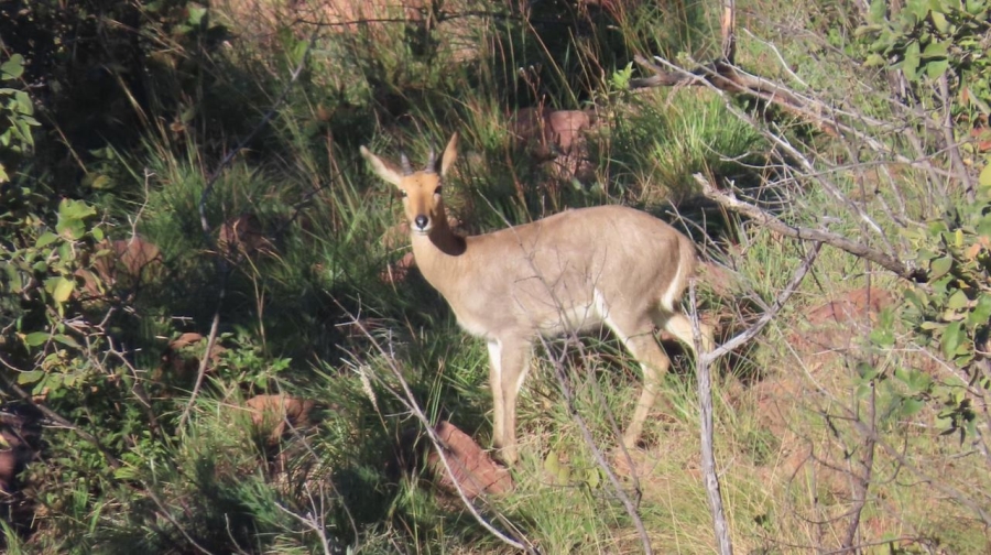 0 Bedroom Property for Sale in Bela Bela Limpopo