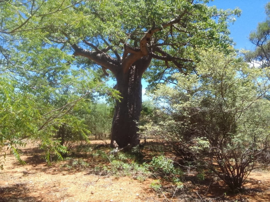 3 Bedroom Property for Sale in Musina Limpopo