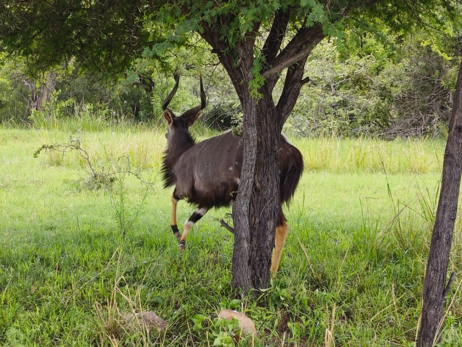 0 Bedroom Property for Sale in Intaba Indle Wilderness Estate Limpopo