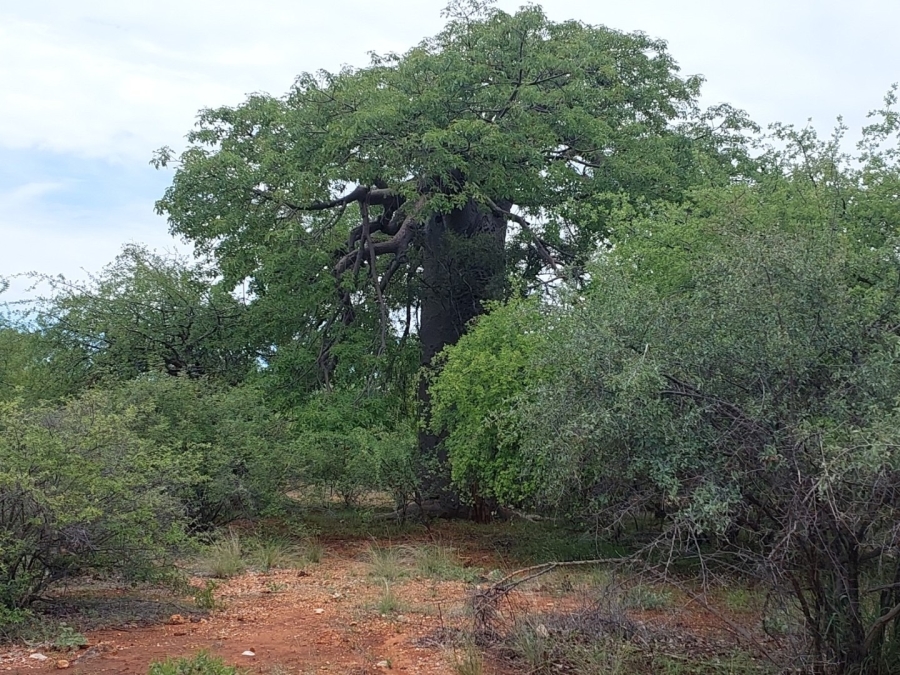 3 Bedroom Property for Sale in Musina Limpopo