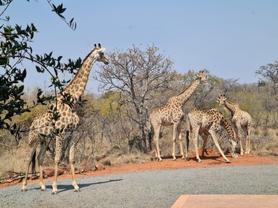 5 Bedroom Property for Sale in Verloren Estate Limpopo