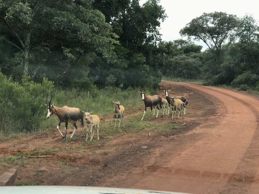 0 Bedroom Property for Sale in Verloren Estate Limpopo