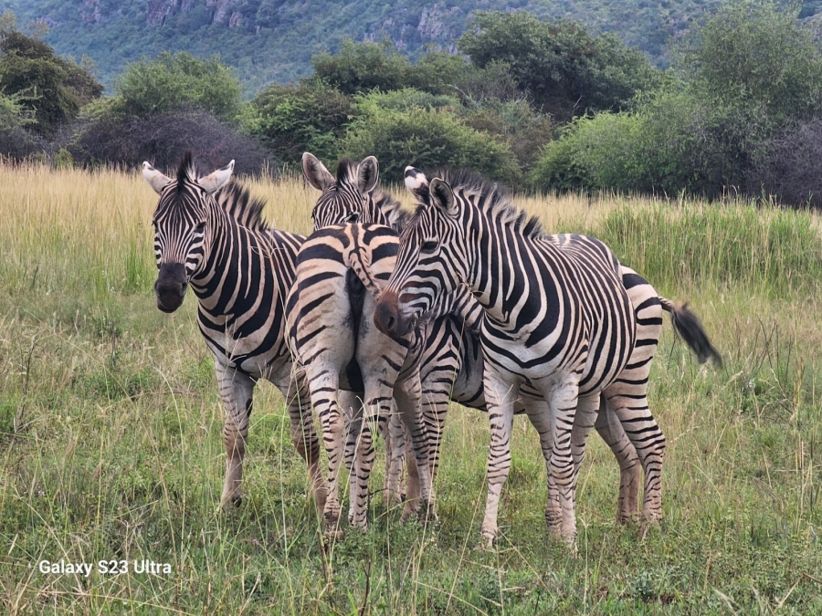 0 Bedroom Property for Sale in Verloren Estate Limpopo