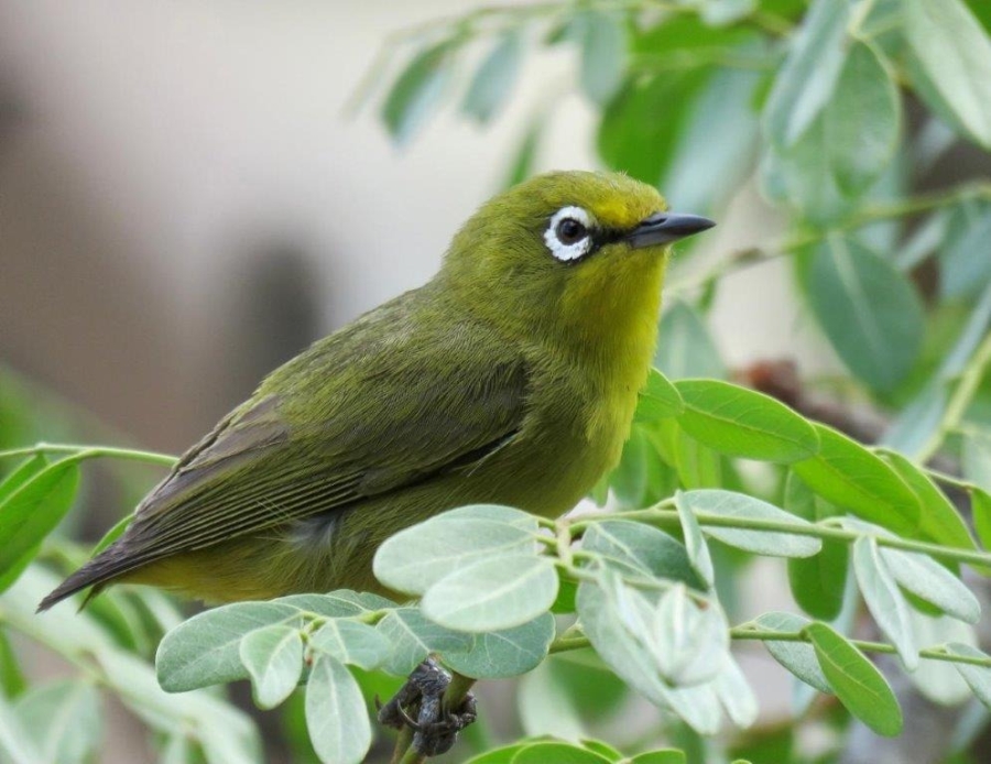 0 Bedroom Property for Sale in Verloren Estate Limpopo