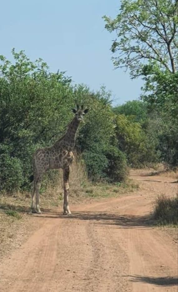 6 Bedroom Property for Sale in Modimolle Limpopo