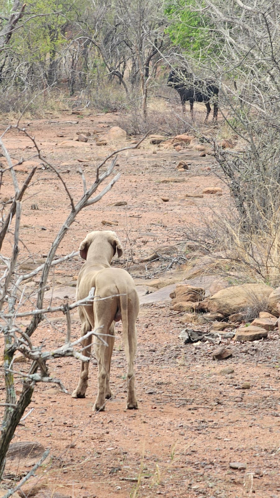 0 Bedroom Property for Sale in Vaalwater Limpopo