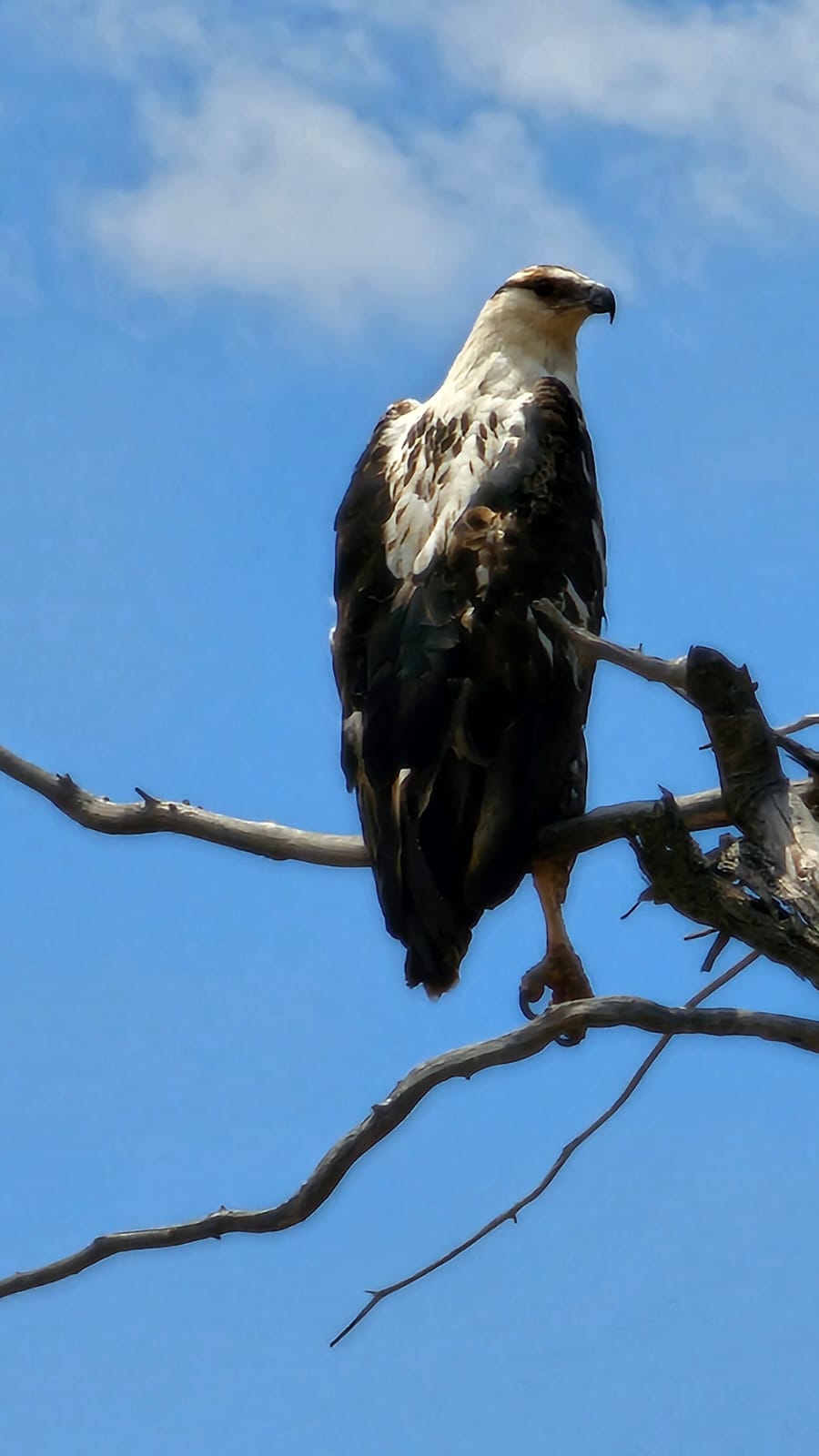 0 Bedroom Property for Sale in Vaalwater Limpopo