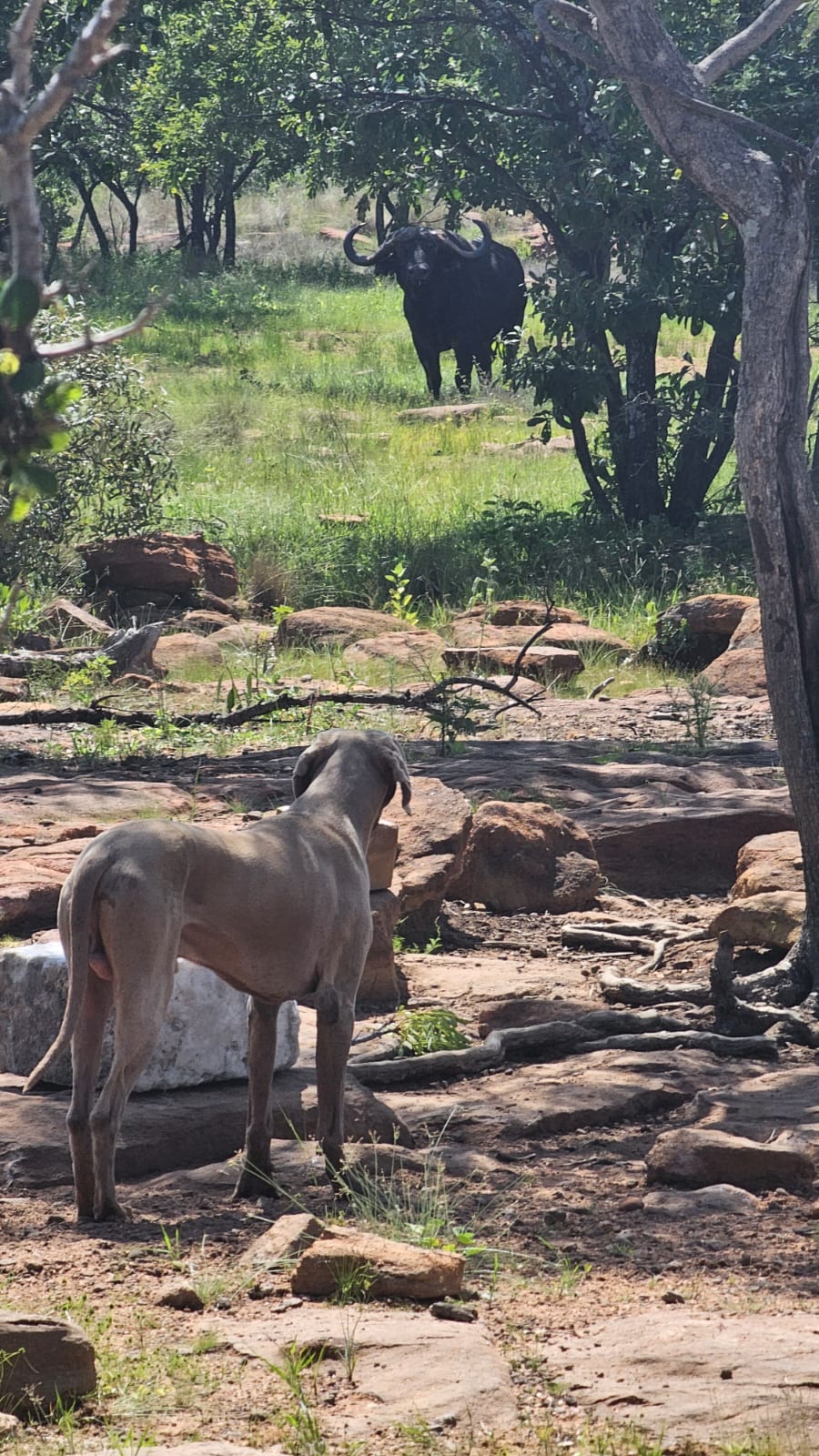 0 Bedroom Property for Sale in Vaalwater Limpopo