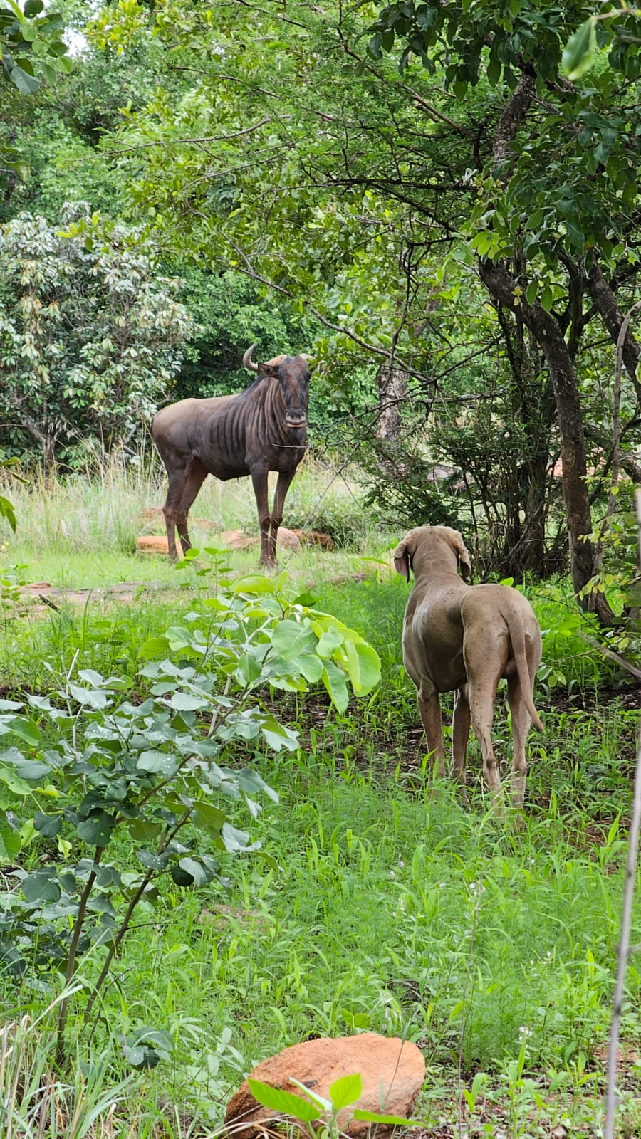 0 Bedroom Property for Sale in Vaalwater Limpopo