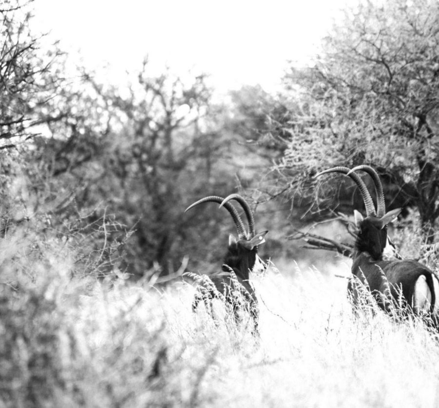 18 Bedroom Property for Sale in Tom Burke Limpopo