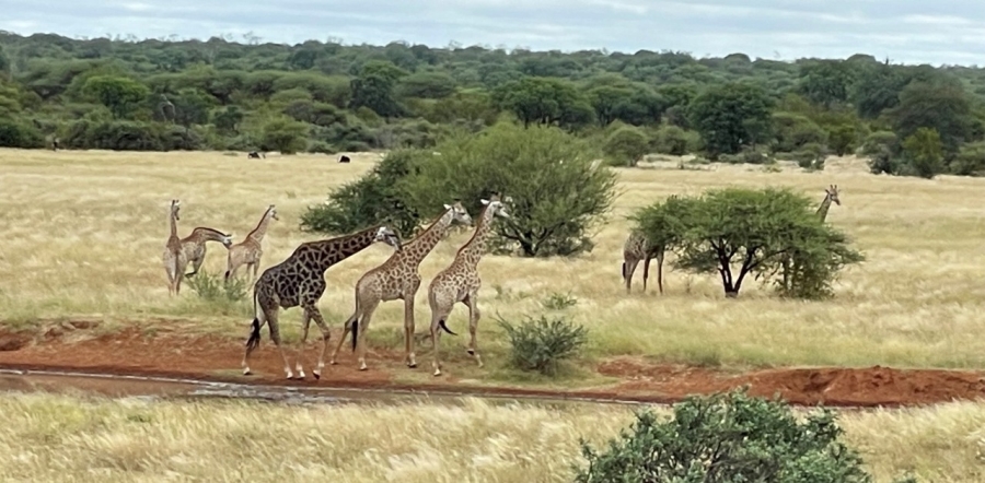 18 Bedroom Property for Sale in Tom Burke Limpopo