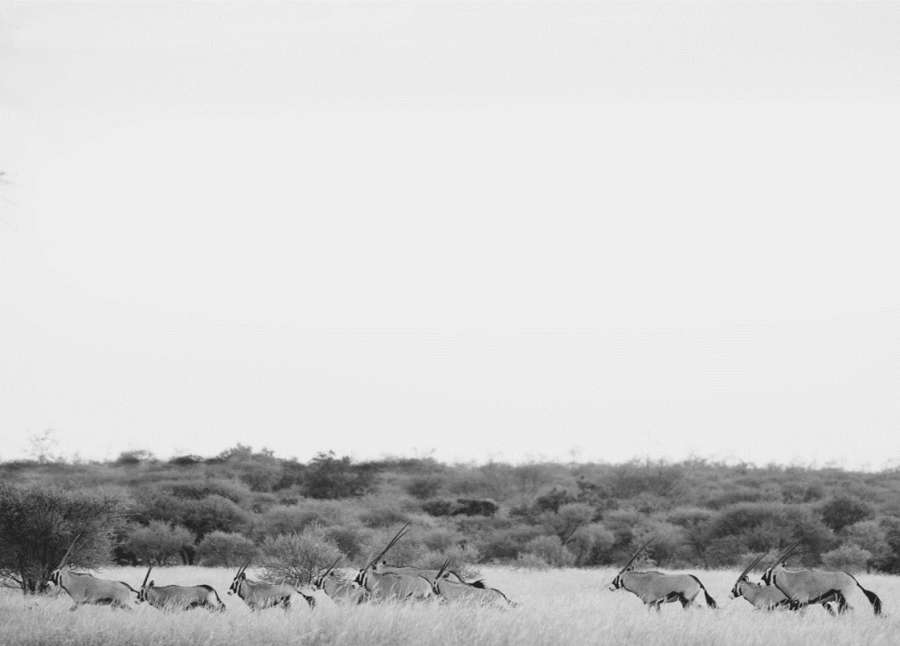 18 Bedroom Property for Sale in Tom Burke Limpopo