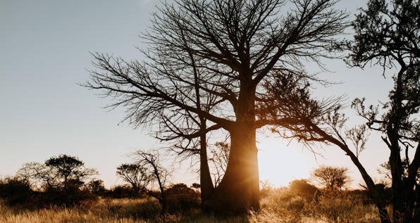 18 Bedroom Property for Sale in Tom Burke Limpopo