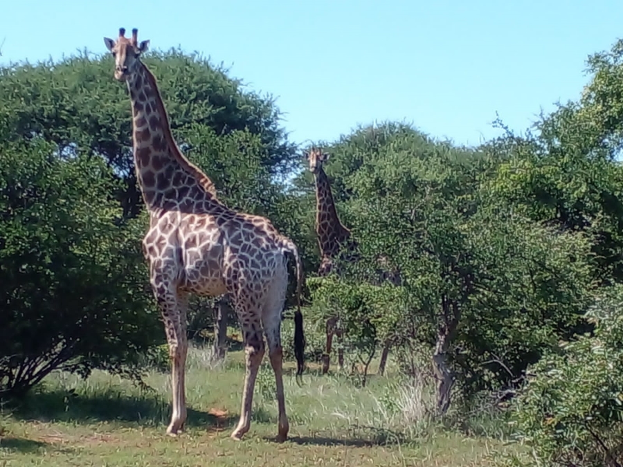 6 Bedroom Property for Sale in Tom Burke Limpopo