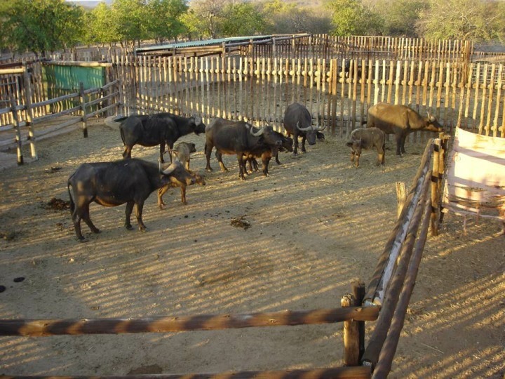 19 Bedroom Property for Sale in Musina Limpopo