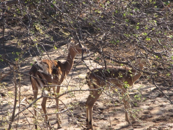 19 Bedroom Property for Sale in Musina Limpopo