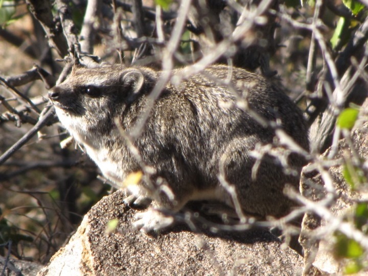 19 Bedroom Property for Sale in Musina Limpopo