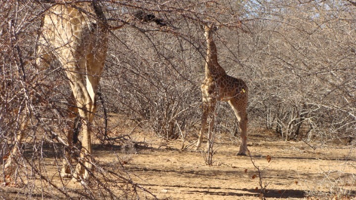 19 Bedroom Property for Sale in Musina Limpopo