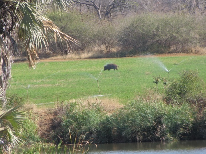 19 Bedroom Property for Sale in Musina Limpopo