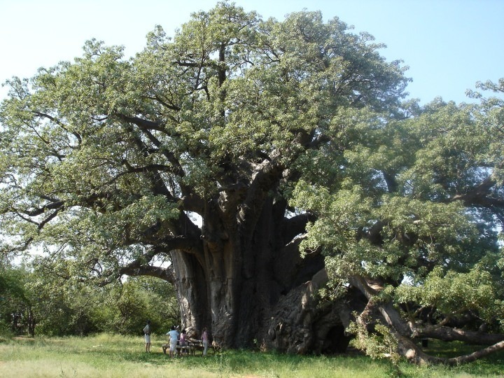 19 Bedroom Property for Sale in Musina Limpopo