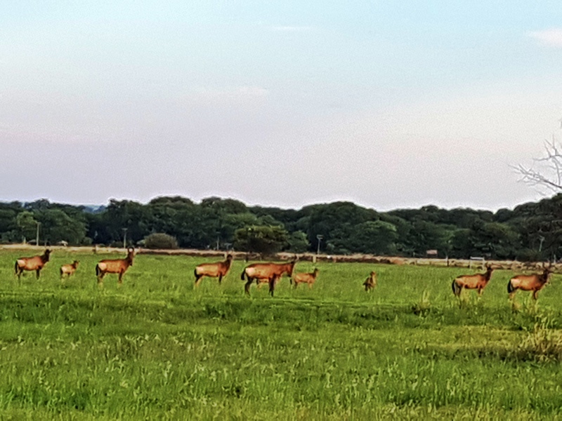 0 Bedroom Property for Sale in Euphoria Golf Estate Limpopo