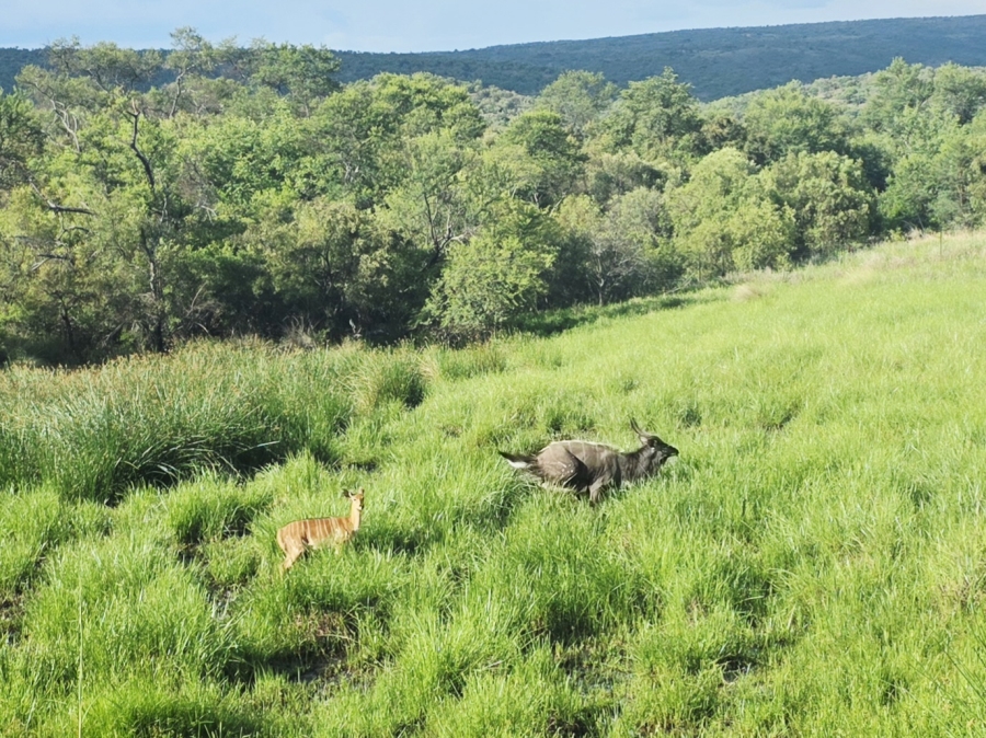 6 Bedroom Property for Sale in Modimolle Limpopo