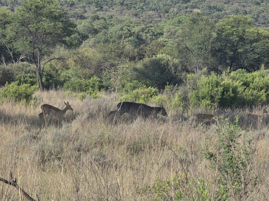 6 Bedroom Property for Sale in Modimolle Limpopo