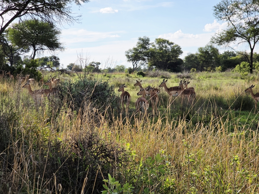 6 Bedroom Property for Sale in Modimolle Limpopo