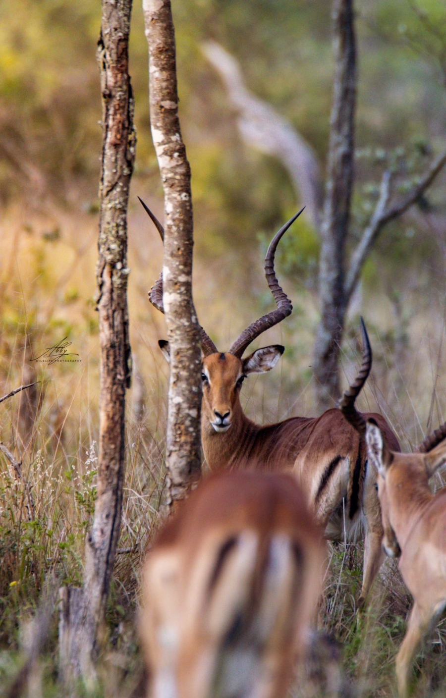 0 Bedroom Property for Sale in Vaalwater Limpopo