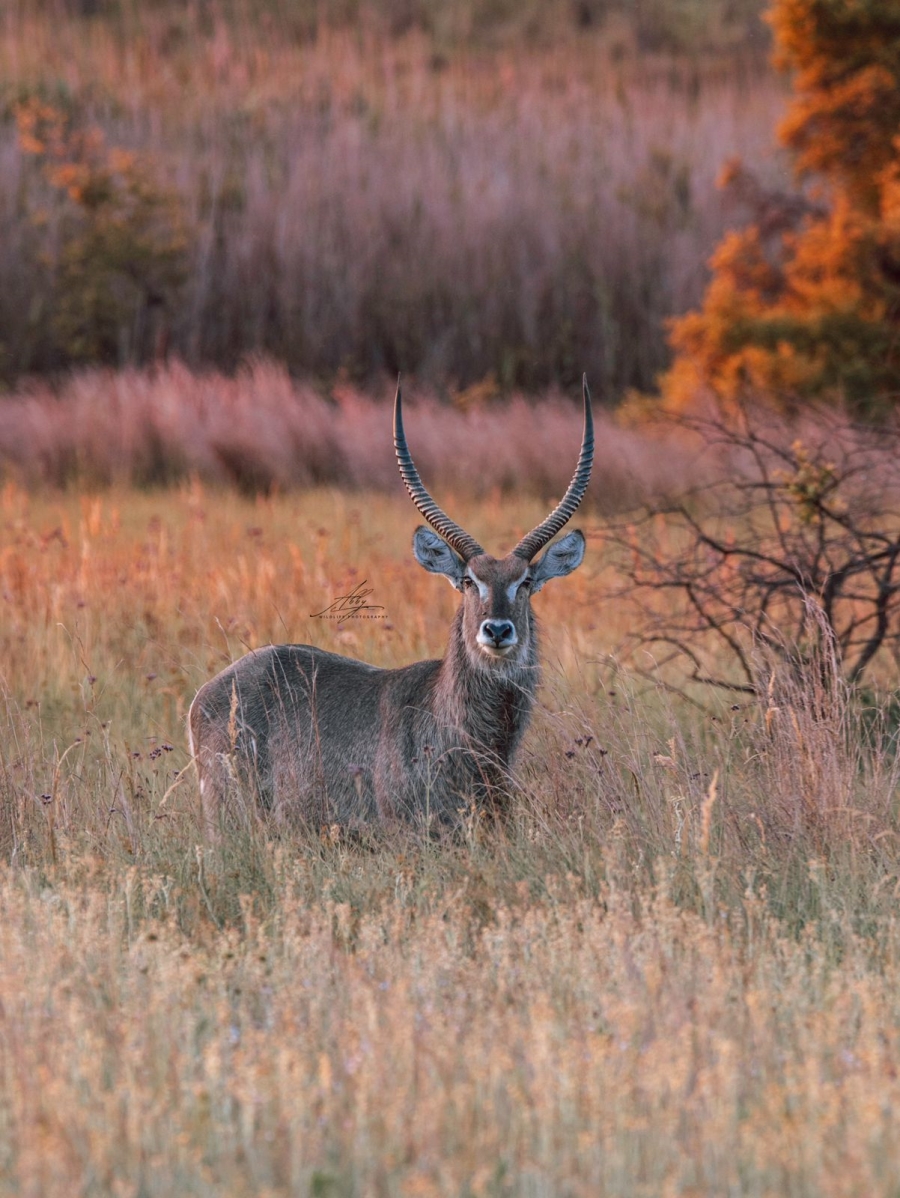 0 Bedroom Property for Sale in Vaalwater Limpopo