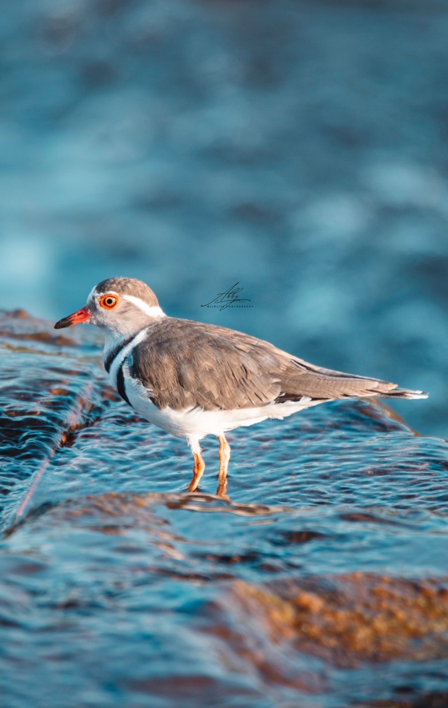 0 Bedroom Property for Sale in Vaalwater Limpopo